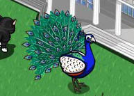 peacock_2