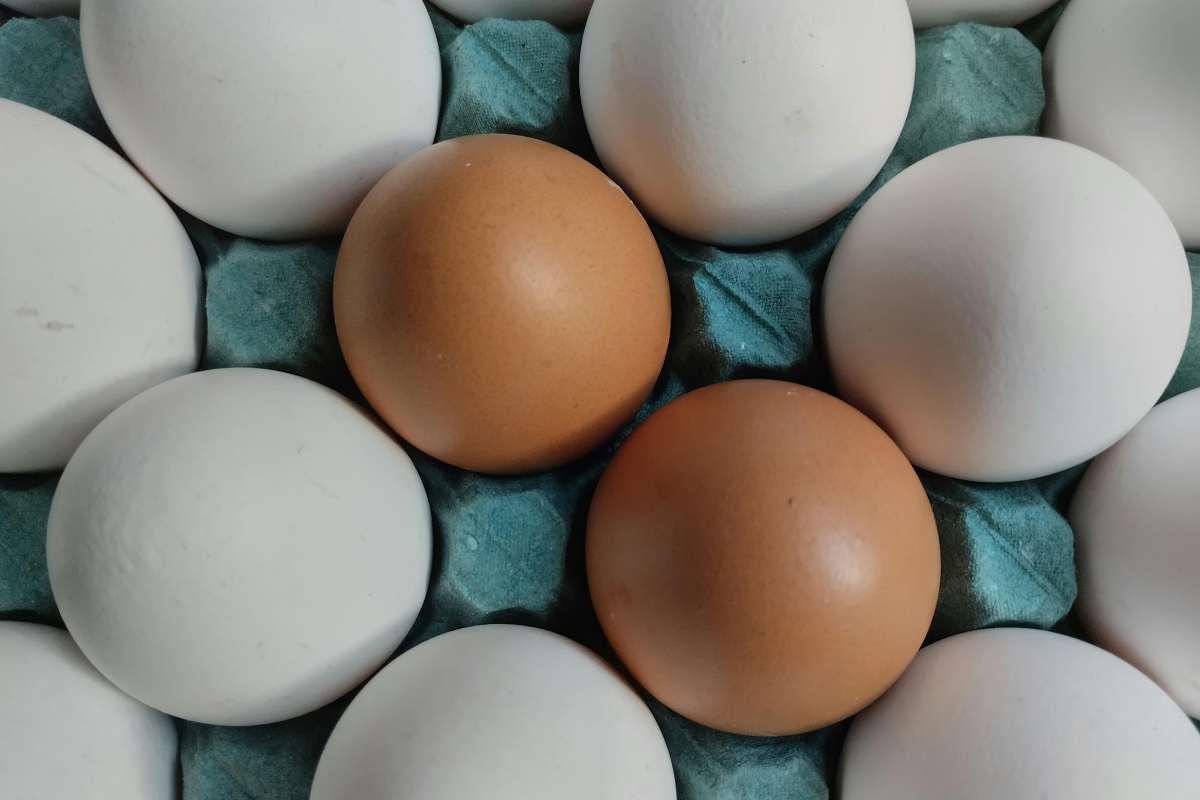 uova bianche e marroni